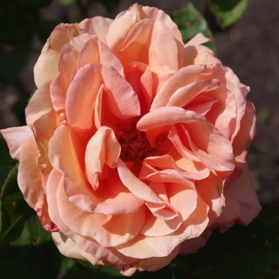 Trandafiri hibrizi Tea - Trandafiri - Warm Wishes™ - Trandafiri online