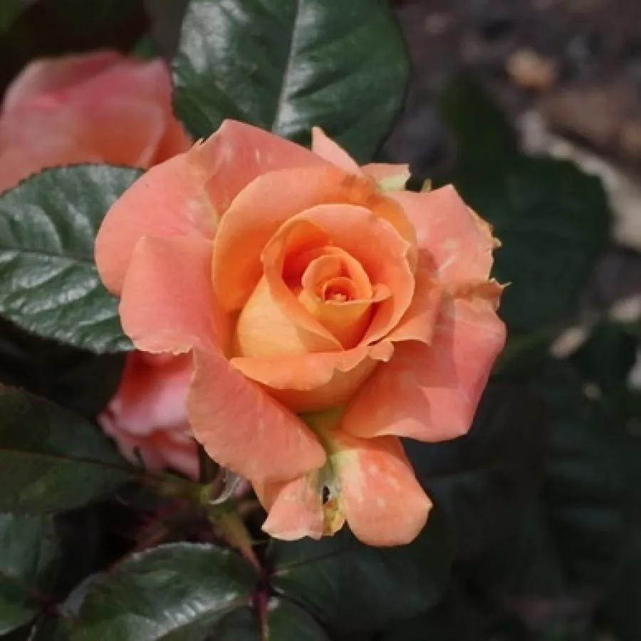 Roz - Trandafiri - Warm Wishes™ - Trandafiri online