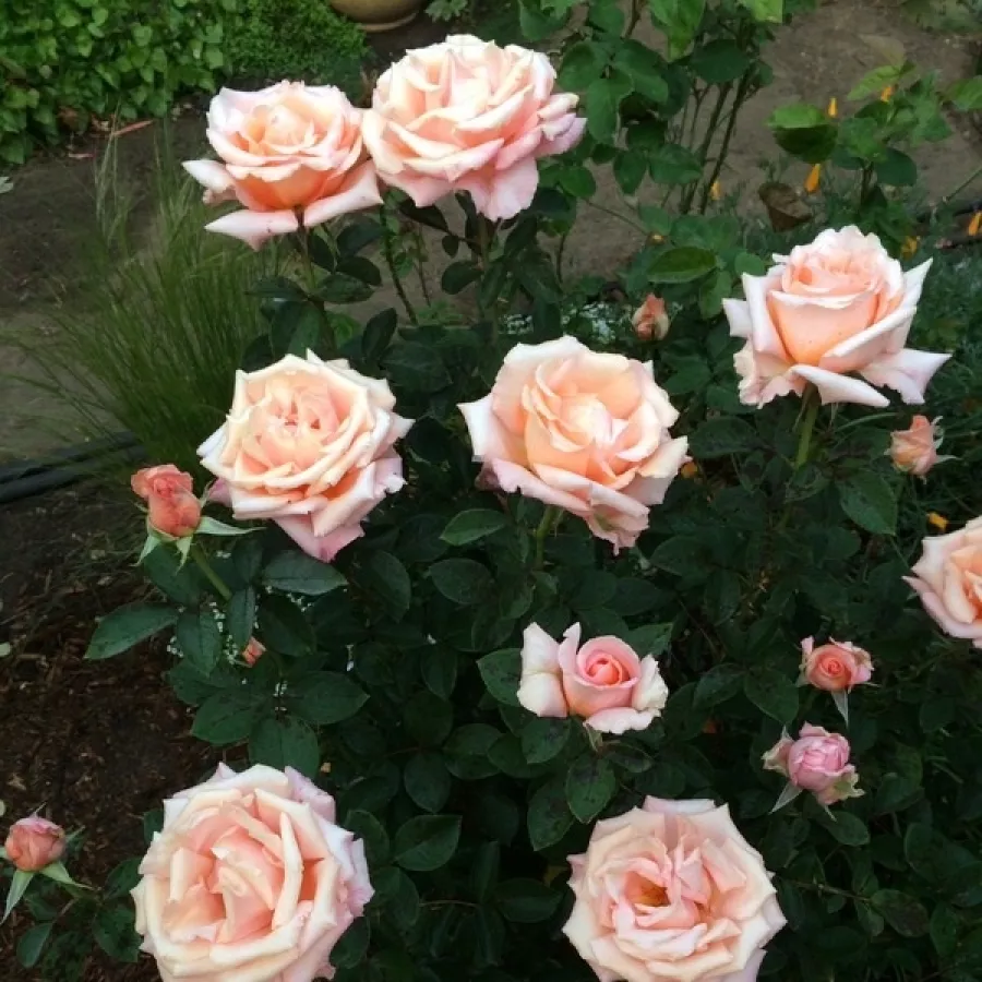 Róża z intensywnym zapachem - Róża - Warm Wishes™ - Szkółka Róż Rozaria