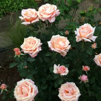 Rosa Warm Wishes™ - roz - Trandafiri hibrizi Tea