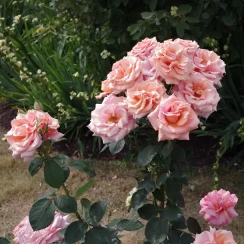 Ružová - čajohybrid   (80-120 cm)