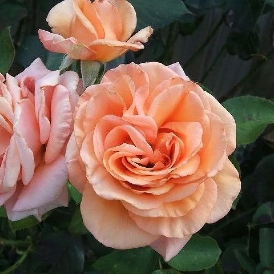 Gareth Fryer - Rosa - Warm Wishes™ - rosal de pie alto
