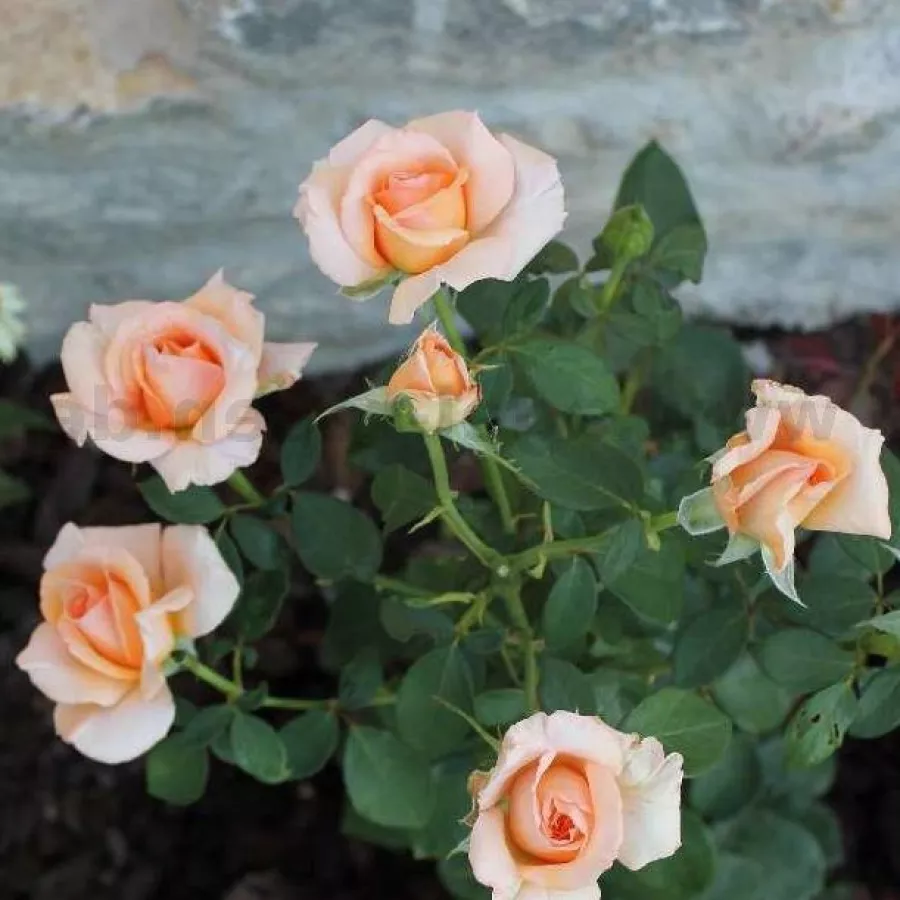 Róża pienna - Róże pienne - z kwiatami hybrydowo herbacianymi - Róża - Warm Wishes™ - 
