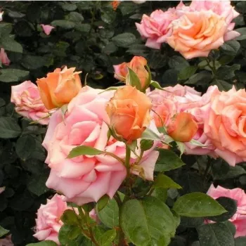 Rosa con tonos melocotón - árbol de rosas híbrido de té – rosal de pie alto - rosa de fragancia intensa - flor de lilo