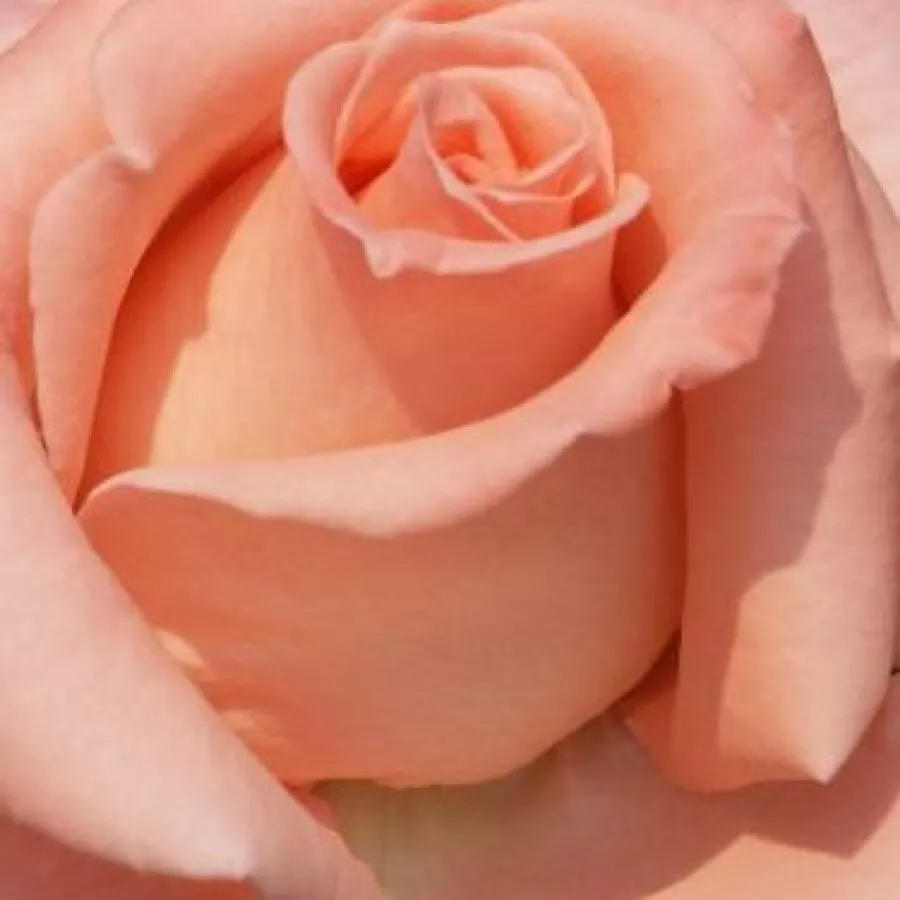 Solitaria - Rosa - Warm Wishes™ - rosal de pie alto