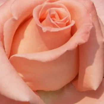 Rózsa kertészet - rózsaszín - teahibrid virágú - magastörzsű rózsafa - Warm Wishes™ - intenzív illatú rózsa - orgona aromájú