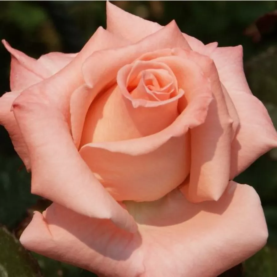 Intenzív illatú rózsa - Rózsa - Warm Wishes™ - kertészeti webáruház
