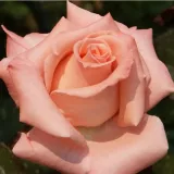 Trandafiri hibrizi Tea - trandafir cu parfum intens - comanda trandafiri online - Rosa Warm Wishes™ - roz