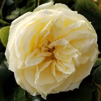 Rózsa kertészet - krémszínű - erős, hosszan tartó illatú rózsa - Mancera - teahibrid rózsa - (95-130 cm)