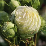 Blanco - rosales híbridos de té - rosa de fragancia discreta - anís - Rosa Mancera - comprar rosales online