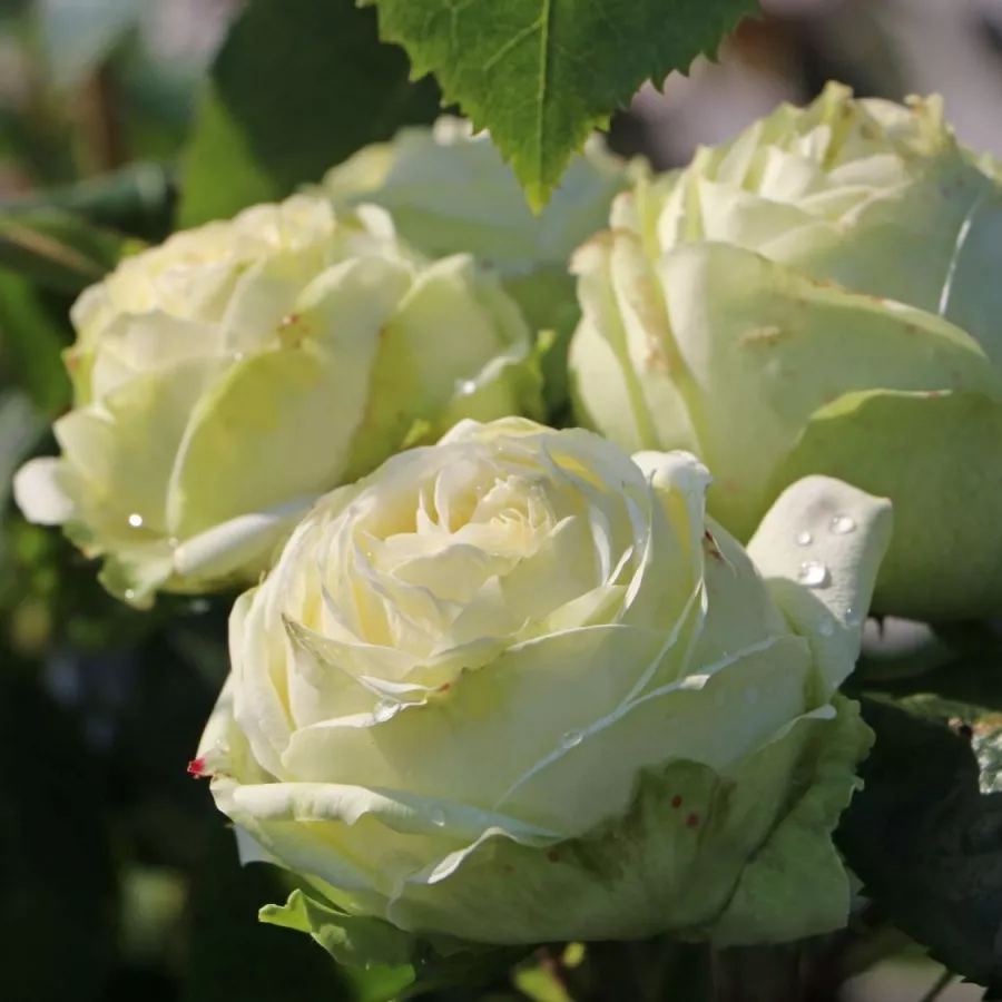 Vrtnice čajevke - Roza - Mancera - vrtnice - proizvodnja in spletna prodaja sadik