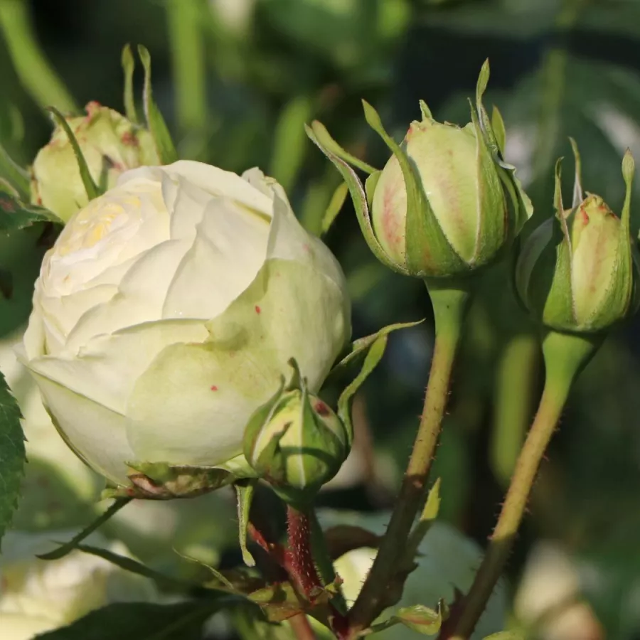 Rosa de fragancia discreta - Rosa - Mancera - comprar rosales online