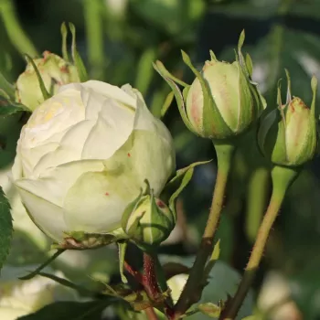 Rosa Mancera - bela - vrtnice čajevke