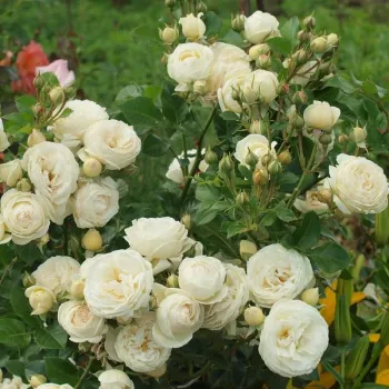 Kremnate barve - vrtnice čajevke - diskreten vonj vrtnice - aroma janeža
