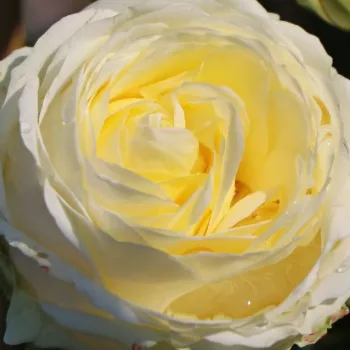 Online rózsa kertészet - fehér - Mancera - teahibrid rózsa - diszkrét illatú rózsa - ánizs aromájú - (100-130 cm)