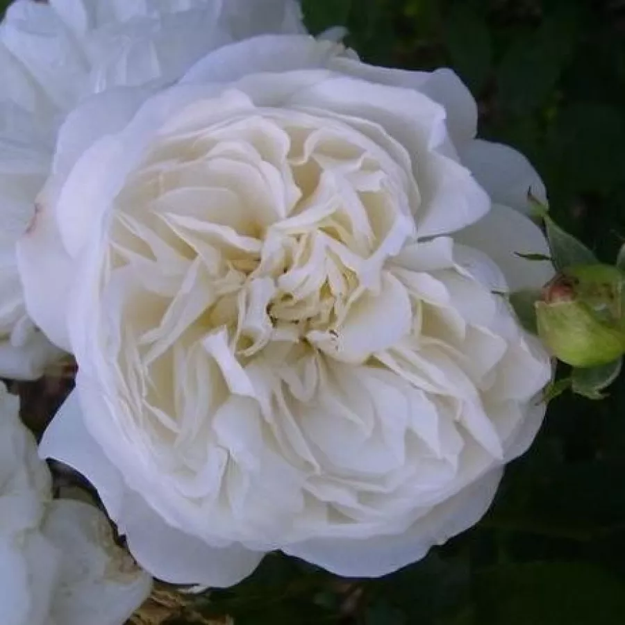 Virágágyi floribunda rózsa - Rózsa - Weisse Gruss an Aachen™ - Online rózsa rendelés