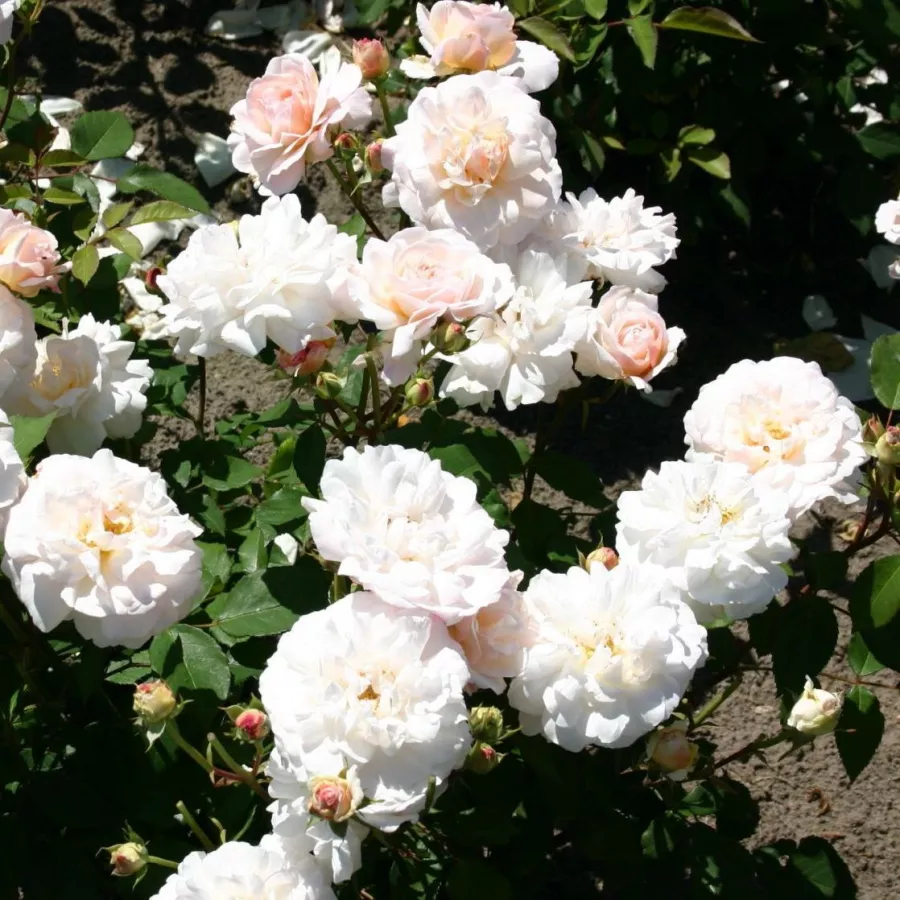 Weisse Gruss an Aachen - Rosa - Weisse Gruss an Aachen™ - Comprar rosales online