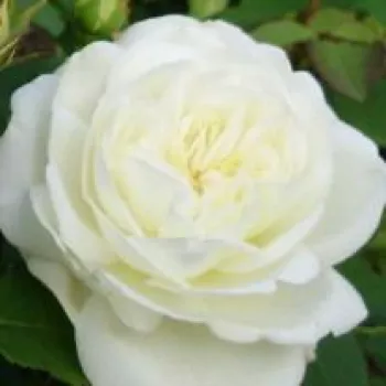 Ruže - online - koupit - biely - stromčekové ruže - Stromkové ruže s kvetmi anglických ruží - Weisse Gruss an Aachen™ - mierna vôňa ruží - aróma jabĺk