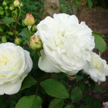 Rosa Weisse Gruss an Aachen™ - biela - Stromkové ruže s kvetmi anglických ružístromková ruža s kríkovitou tvarou koruny
