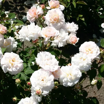 Alb cu centrul crem - trandafiri pomisor - Trandafir copac cu trunchi înalt – cu flori tip trandafiri englezești