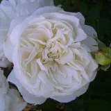 Záhonová ruža - floribunda - mierna vôňa ruží - aróma jabĺk - biely - Rosa Weisse Gruss an Aachen™