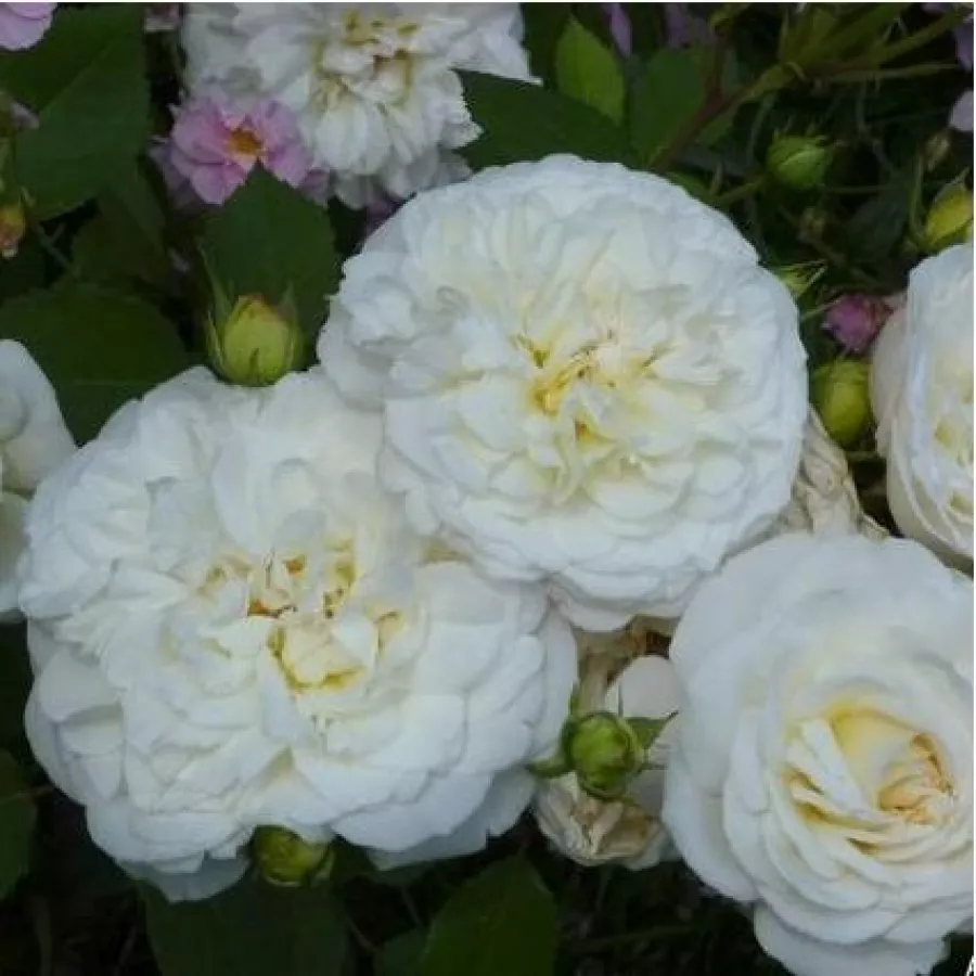 Trandafiri Floribunda - Trandafiri - Weisse Gruss an Aachen™ - comanda trandafiri online
