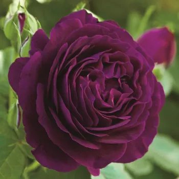 WEKEBTIDERE – veilchenfarbene Beet-Grandiflora-Rose - Carruth