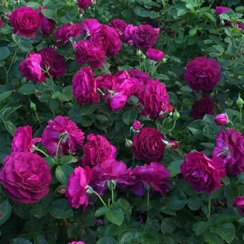 Die Grundfarbe der Blütenblätter ist kräftig, samtig und von einem tiefen Veilchenlila. - beetrose, grandiflora-rose - sehr stark duftende, den garten erfüllende rose - würzig-zitronig