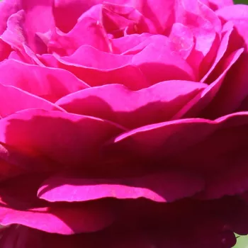 Rosen Online Gärtnerei - violett - sehr stark duftende, den garten erfüllende rose - Wekebtidere - beetrose, grandiflora-rose - (100-140 cm)