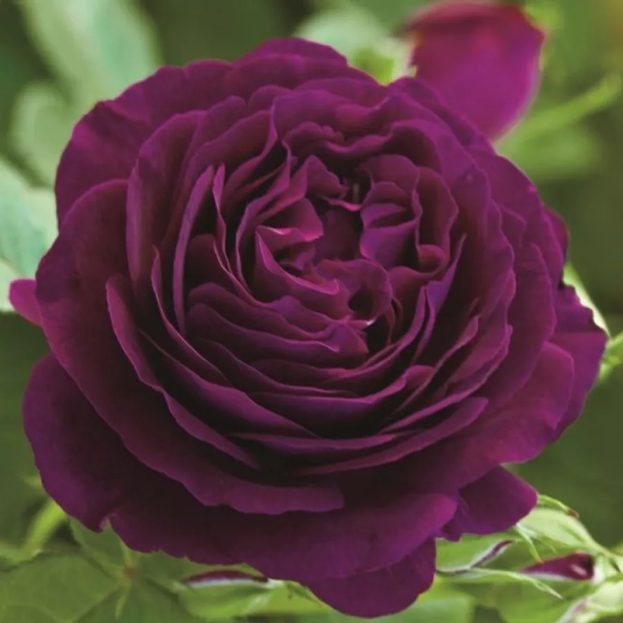 Trandafir cu parfum discret - Trandafiri - Wekebtidere - comanda trandafiri online