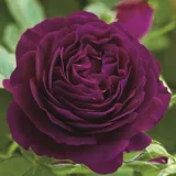 белая - Лазающая плетистая роза (клаймбер) - роза с тонким запахом - Poзa Аласка®