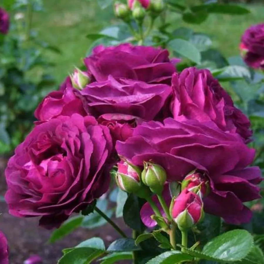 Vrtnica grandiflora - floribunda za cvetlično gredo - Roza - Wekebtidere - vrtnice online