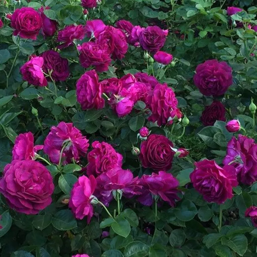 RUŽA ZA GREDICE - Ruža - Wekebtidere - naručivanje i isporuka ruža