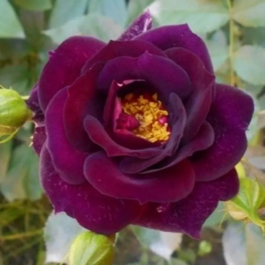 Virágágyi floribunda rózsa - Rózsa - Wekfabpur - Online rózsa rendelés