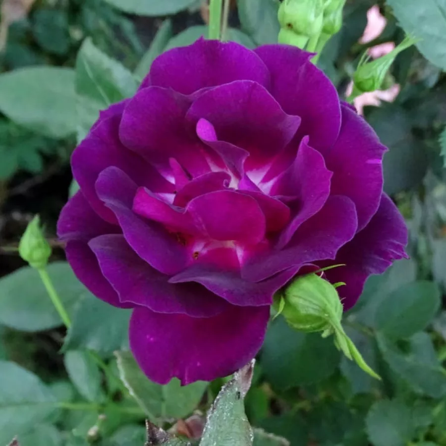 Fioletowy - Róża - Wekfabpur - Szkółka Róż Rozaria