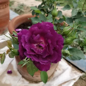 Rosa Wekfabpur - violett - floribundarosen