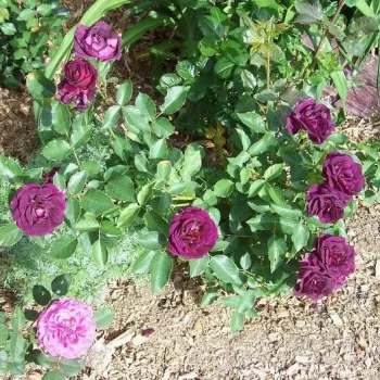 Ljubičasta - Floribunda ruže   (60-80 cm)