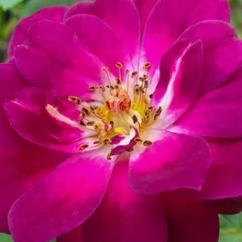 Narudžba ruža - Floribunda ruže - ljubičasta - intenzivan miris ruže - Wekfabpur - (60-80 cm)