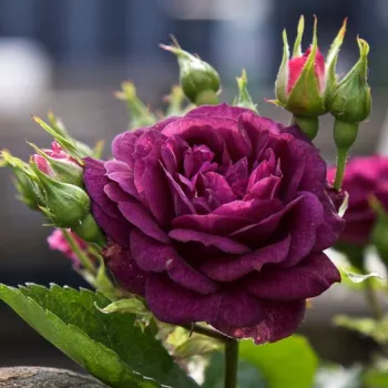 Rosa Wekfabpur - violet - Fleurs groupées en bouquet - rosier à haute tige - buissonnant