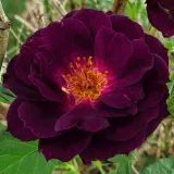 Lila - intenzív illatú rózsa - gyümölcsös aromájú - Online rózsa vásárlás - Rosa Wekfabpur - virágágyi floribunda rózsa