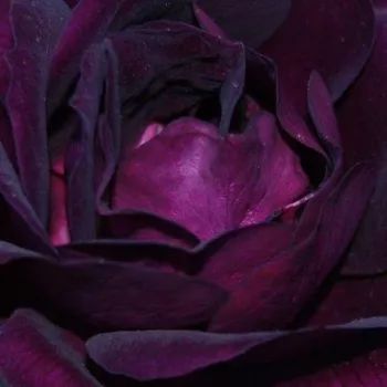 Online rózsa vásárlás - lila - intenzív illatú rózsa - gyümölcsös aromájú - Wekfabpur - virágágyi floribunda rózsa - (60-80 cm)