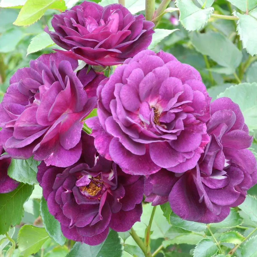 Trandafiri Floribunda - Trandafiri - Wekfabpur - comanda trandafiri online