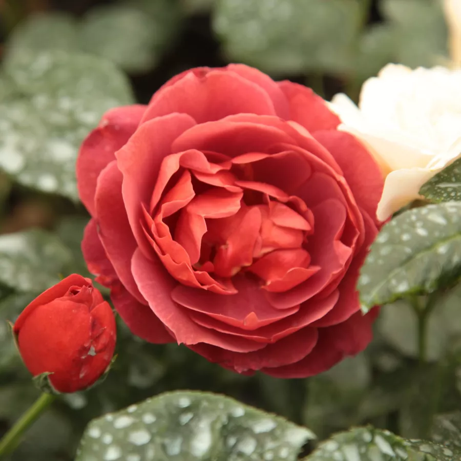 Czerwony - Róża - Wekpaltlez - Szkółka Róż Rozaria