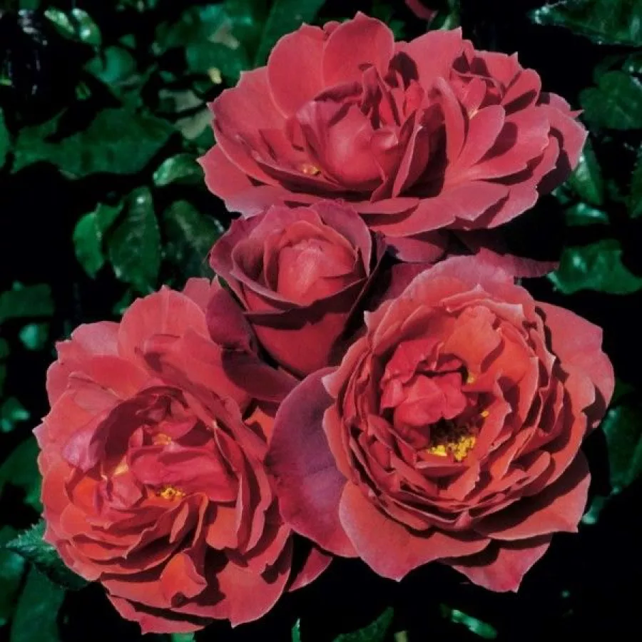 WEKpaltlez - Rosa - Wekpaltlez - Produzione e vendita on line di rose da giardino
