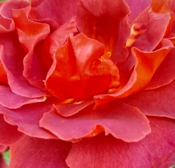 Online rózsa kertészet - virágágyi floribunda rózsa - vörös - diszkrét illatú rózsa - eper aromájú - Wekpaltlez - (80-90 cm)