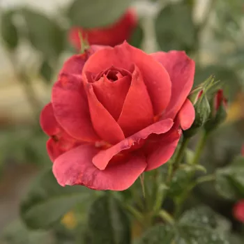 Rosa Wekpaltlez - rosso - Rose per aiuole (Polyanthe – Floribunde) - Rosa ad alberello0