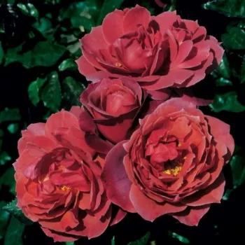 Bordová - stromkové růže - Stromkové růže, květy kvetou ve skupinkách