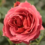 Rosiers polyantha - Rosa Wekpaltlez - rouge - rosier en ligne pépinières - parfum discret