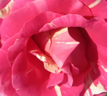 Rózsa kertészet - rózsaszín - fehér - climber, futó rózsa - Wekrosopela - diszkrét illatú rózsa - méz aromájú - (380-420 cm)