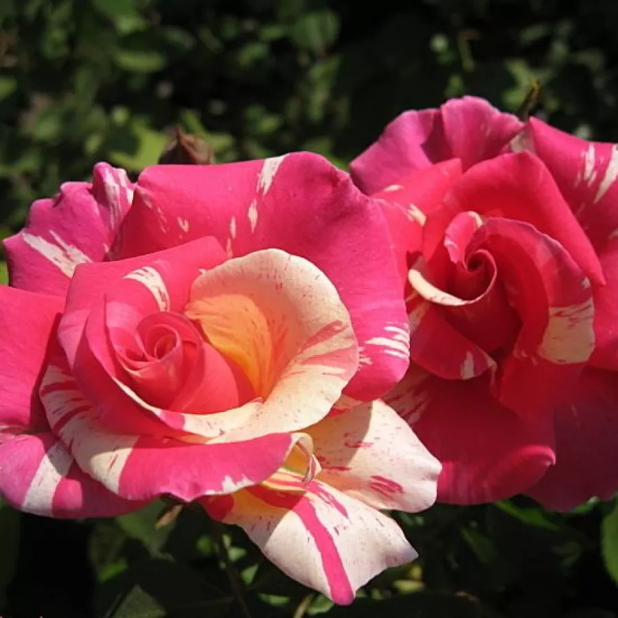 Rózsaszín - fehér - Rózsa - Wekrosopela - Online rózsa rendelés